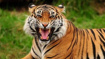 Напавшего на вышедшего в туалет мужчину амурского тигра застрелили под Хабаровском