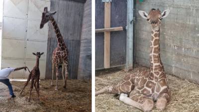 Видео: жираф родился на глазах у посетителей зоопарка в Кирьят-Моцкине