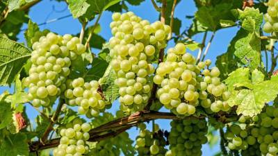 Виноградарские предприятия Крыма получили почти 2,3 млрд рублей господдержки за семь лет