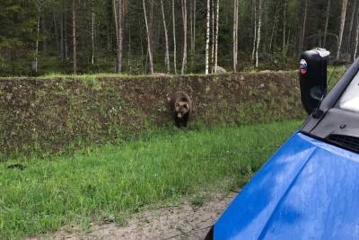 Медведь вышел к людям в деревне под Великим Новгородом