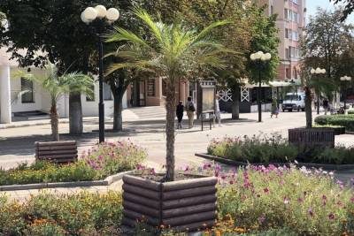 Белгородские улицы украсили пальмы