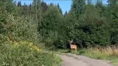 Красавец-олень вышел к людям из леса под Зеленоградом