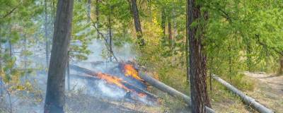 Площадь лесного пожара под Первоуральском выросла до 500 га