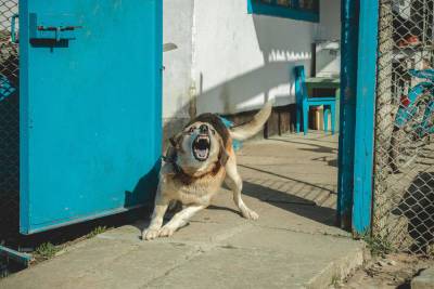 Осторожно: случай бешенства у домашней собаки в районе Кармиэля