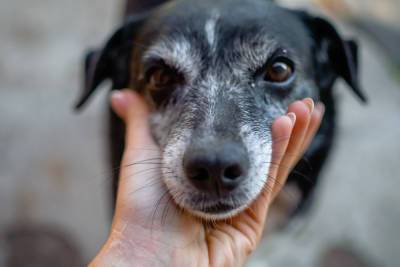 В спальном районе Астрахани открыли приют для бездомных собак