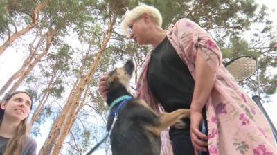 Бездомным кошкам и собакам нашли хозяев на фестивале «Марафон добрых дел» в Воронеже