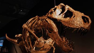 На нервах: как работали сенсоры в челюсти тираннозавра рекса
