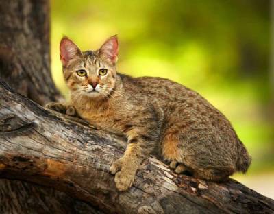 Лесной эльф из Царства кошек – пикси-боб