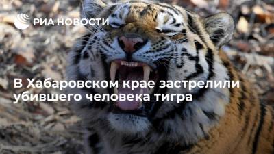 Центр "Амурский тигр": в Хабаровском крае застрелили убившего лесозаготовителя тигра