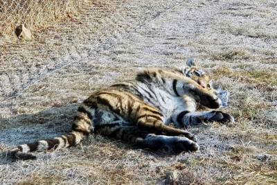 В Хабаровском крае застрелили тигра, который убил рабочего