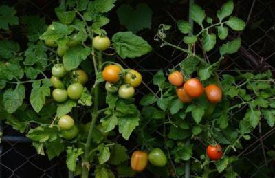 Что нельзя сажать с помидорами: ошибки, которые допускает каждый второй огородник
