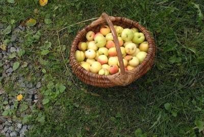Яблочки сушёные и мочёные