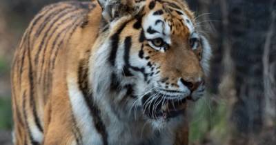 Причину агрессивности съевшего человека тигра определят на вскрытии