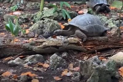Аномалия: Гигантская травоядная черепаха, откусившая голову птенцу, попала на видео