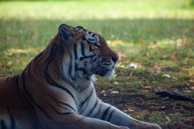 Напавшего на мужчину амурского тигра убили в Хабаровском крае