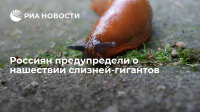 Зоолог Гомыранов: завезенные в Россию слизни-гиганты скоро могут вытеснить обычных серых
