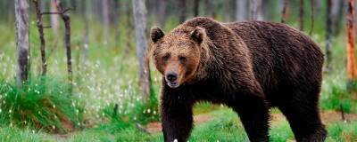 В Красноярском крае уничтожат еще пять бурых медведей