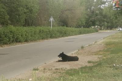 В центре Оренбурга погибло несколько бездомных собак