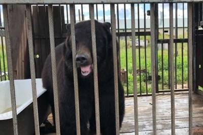 Очевидцы пожаловались на содержание хищников в зоопарке «Радуга» в Чите