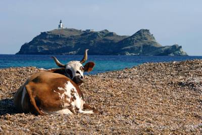 Дикие коровы заполонили пляжные курорты Франции и распугали туристов