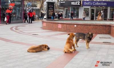 Следователи ищут женщину из Кузбасса после нападения на нее стаи псов