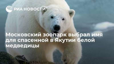 Спасенной в Якутии белой медведице, которая теперь живет в Московском зоопарке, дадут имя Томпа