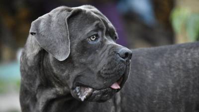 Гигантская собака напала на ребенка в подъезде – семье компенсируют 10 тысяч