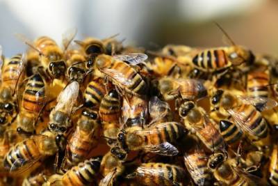 Прокурата организовала проверку по факту массовой гибели пчёл в Мостовском районе Кубани