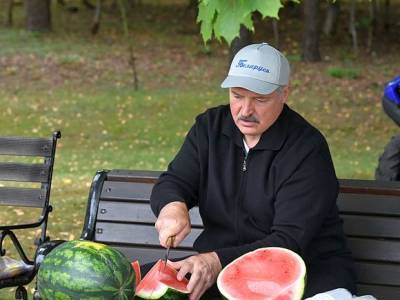 Саммит ОДКБ помешал Лукашенко лично собрать урожай арбузов