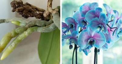 Простые 4 кислоты вернут орхидеям жизнь. Растение наращивает корни и цветёт как раньше
