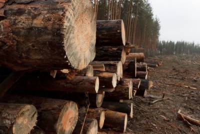 «Приморский УПК» отверг обвинения в вырубке лесов у Высокинского озера