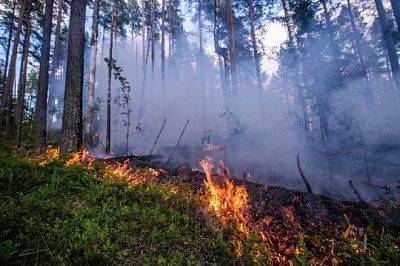 В Нижегородской области и Мордовии установлен режим ЧС в связи с лесными пожарами в заповеднике
