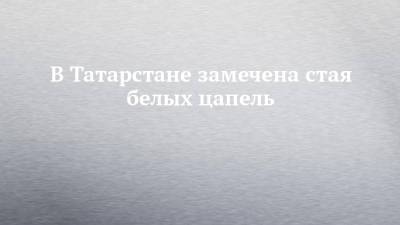 В Татарстане замечена стая белых цапель