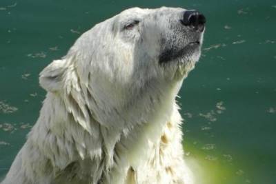 В Московском зоопарке дали имя спасённой в Якутии белой медведице