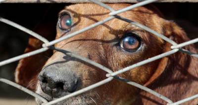 Бельгия ужесточила меры наказания за жестокое обращение с животными