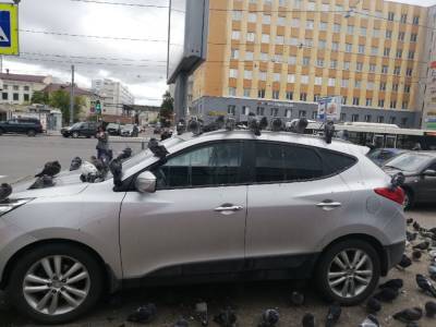 В Невском районе Петербурга неизвестные «натравили» на автомобиль стаю голубей