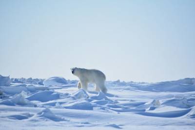 Россияне выбрали имя для спасенной в Якутии белой медведицы