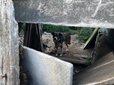 В Тверской области обнаружили очередной концлагерь для собак