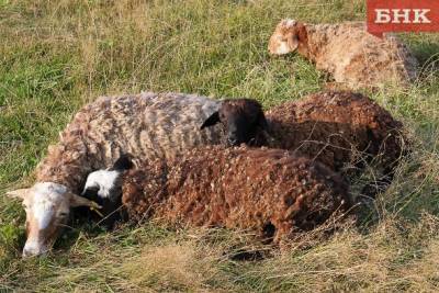 Жителей Коми предупредили об опасном заболевании овец и коз
