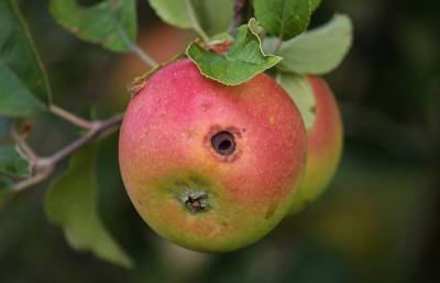 Кому противопоказаны червивые яблоки: страшные последствия