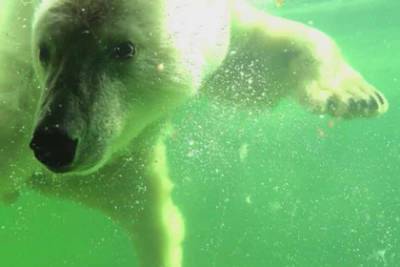 Россияне выбрали имя для спасенной в Арктике белой медведицы