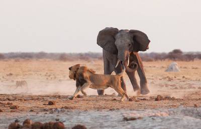 14 львов против одного слоненка: видео ужасной битвы