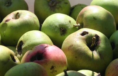 Диетолог объяснила можно ли есть червивые яблоки