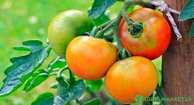 Желтеют и сохнут листья у помидор