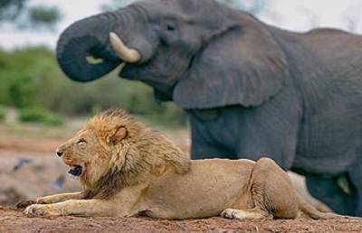 14 голодных львов напали на слоненка: финал поражает