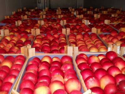 В Челябинской области обнаружили партию зараженных яблок из Таджикистана