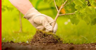 Совместимость плодовых деревьев и кустарников: какие сажать рядом