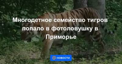 Многодетное семейство тигров попало в фотоловушку в Приморье