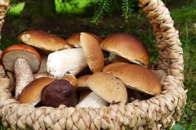 Озвучены цены на сезонные грибы в Петербурге