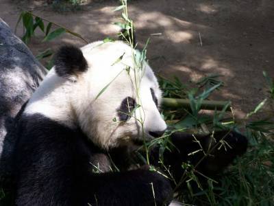Ученые раскрыли тайну гигантской панды и мира